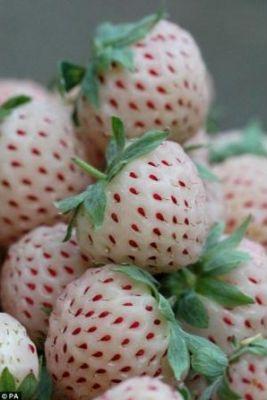   -   ɡ            Pineberries. 
