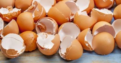 صنعاء نيوز - 
لندن- متابعات: البيض مفيد للعديد من الوجبات، مثل الأومليت أو الكعك أو العجة، وفي معظم الأحيان نكسر البيضة ونستخدم ما بداخلها، ونرمي القشر، الذي يحمل فوائد “غير متوقعة
