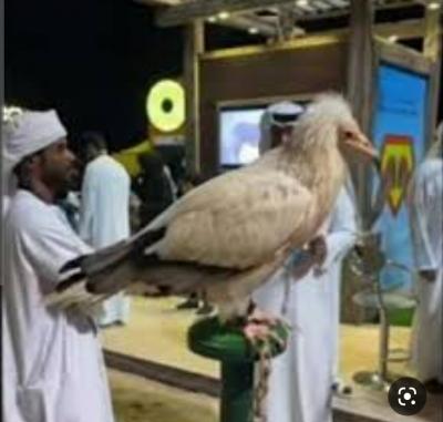 صنعاء نيوز - 

ظهر الصقر السقطري الشهير والنادر “سوعيدو” في أحد المعارض الثقافية الإماراتية خلال الأيام الماضية.