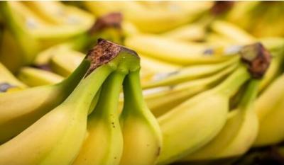 صنعاء نيوز - 
أعلنت الدكتورة مريانا جوتوفا، خبيرة التغذية الروسية، أن تناول الموز بصورة منتظمة يساعد على مكافحة حالات سوء المزاج